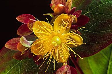 《罪恶王权》开发团队全新学园RPG项目启动